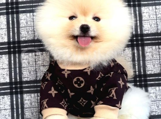 Üst Kalite Pomeranian Boo Teddy Bear