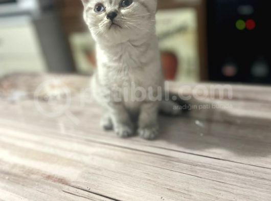 2 Aylık Di̇şi̇ British Silver Point görsel