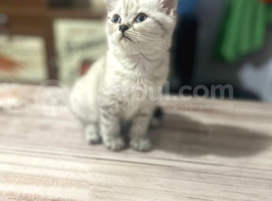 2 Aylık Di̇şi̇ British Silver Point görsel