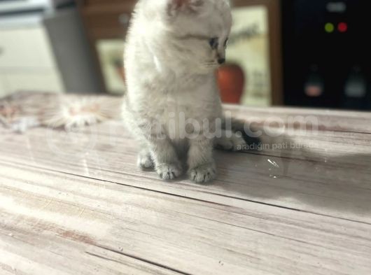 2 Aylık Di̇şi̇ British Silver Point görsel