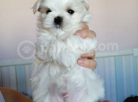 Sevimli Teacup Büyümeyen Maltese Bebeklerim görsel
