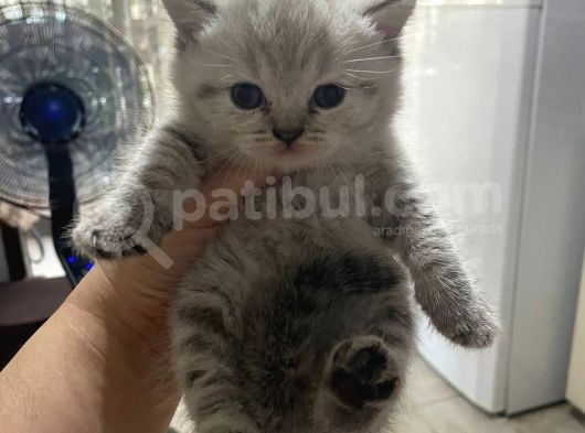 2 Aylık Di̇şi̇ British Silver Point görsel