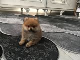 Üst Kalite Pomeranian Boo Teddy Bear