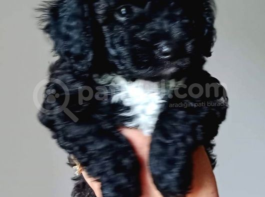 Ev Içi Bakılabilecek Tek Irktır Poodle görsel
