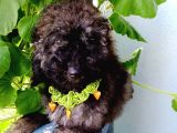 Ev Içi Bakılabilecek Tek Irktır Poodle