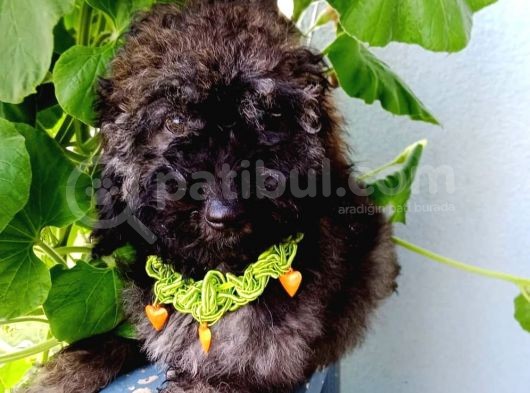 Ev Içi Bakılabilecek Tek Irktır Poodle görsel