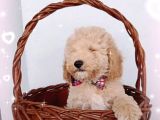 Ev Içi Bakılabilecek Tek Irktır Poodle