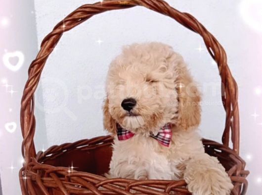 Ev Içi Bakılabilecek Tek Irktır Poodle görsel