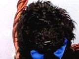 Ev Içi Bakılabilecek Tek Irktır Poodle