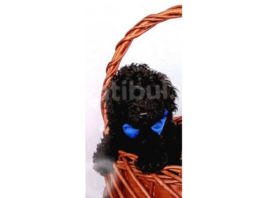 Ev Içi Bakılabilecek Tek Irktır Poodle görsel