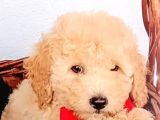 Ev Içi Bakılabilecek Tek Irktır Poodle