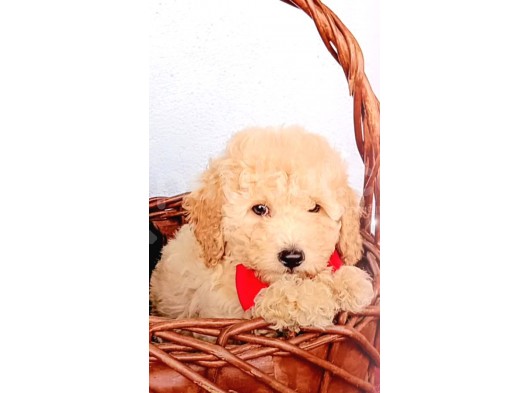 Ev Içi Bakılabilecek Tek Irktır Poodle görsel