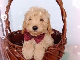 Ev Içi Bakılabilecek Tek Irktır Poodle