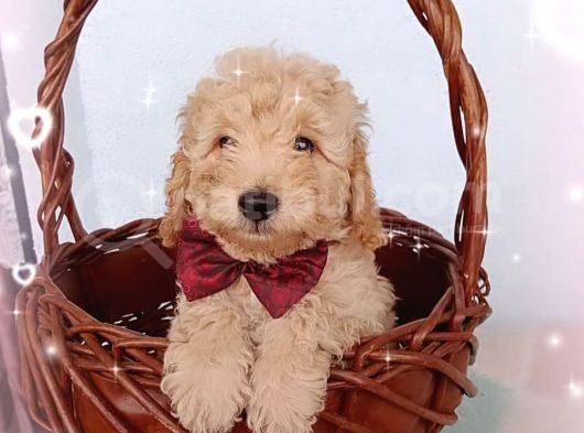 Ev Içi Bakılabilecek Tek Irktır Poodle görsel