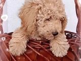 Ev Içi Bakılabilecek Tek Irktır Poodle