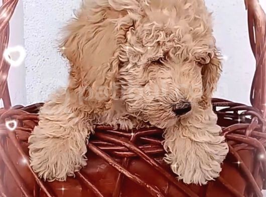Ev Içi Bakılabilecek Tek Irktır Poodle görsel