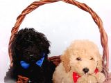 Ev içi bakılabilecek tek ırktır Poodle