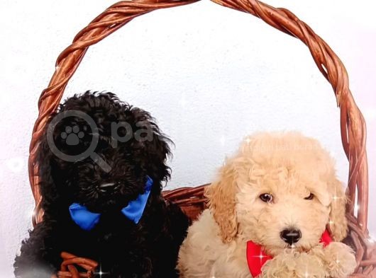 Ev Içi Bakılabilecek Tek Irktır Poodle