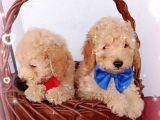 Ev Içi Bakılabilecek Tek Irktır Poodle