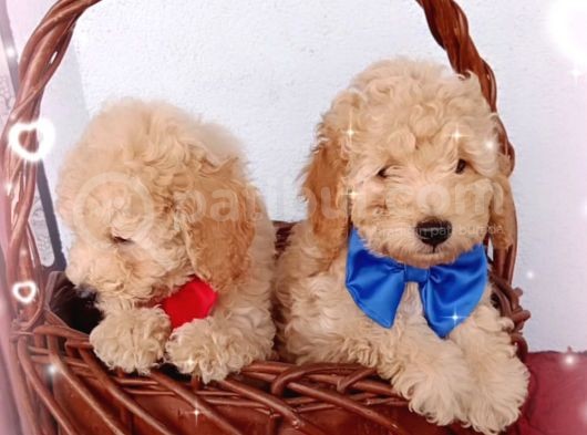 Ev Içi Bakılabilecek Tek Irktır Poodle görsel