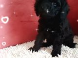 Ev Içi Bakılabilecek Tek Irktır Poodle