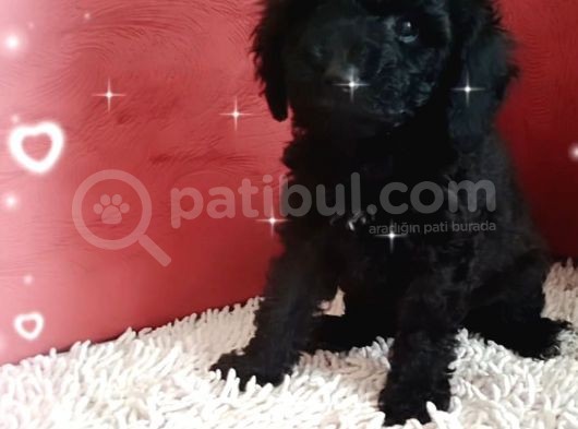 Ev Içi Bakılabilecek Tek Irktır Poodle görsel