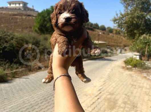 Kupon Maltipoo Yavrularım görsel