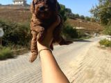 Kupon Maltipoo Yavrularım