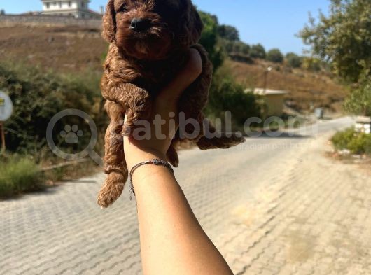 Kupon Maltipoo Yavrularım