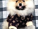 Üst Kalite Pomeranian Boo Teddy Bear