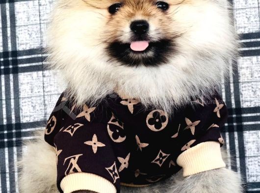 Üst Kalite Pomeranian Boo Teddy Bear görsel