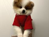 Üst Kalite Pomeranian Boo Teddy Bear