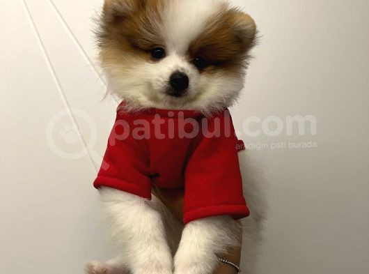 Üst Kalite Pomeranian Boo Teddy Bear görsel
