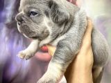 FRENCH BULLDOG EGZOTİK RENKLER