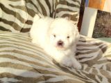 Sevimli Teacup Büyümeyen Maltese Bebeklerim