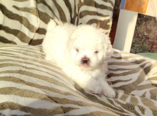 Sevimli Teacup Büyümeyen Maltese Bebeklerim görsel