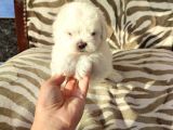 Sevimli Teacup Büyümeyen Maltese Bebeklerim