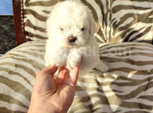 Sevimli Teacup Büyümeyen Maltese Bebeklerim