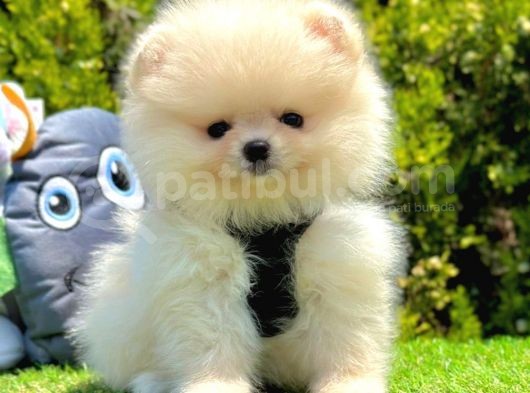 Safkan Pomeranian Boo Yavrularımız görsel