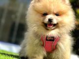 Safkan Pomeranian Boo Yavrularımız