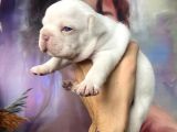 French Bulldog Egzoti̇k Renkler