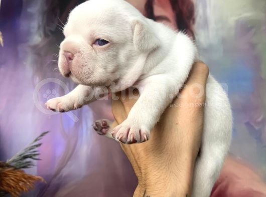 French Bulldog Egzoti̇k Renkler görsel