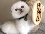 Üst Düzey Kalite Safkan Scottish Fold Yavrularımız