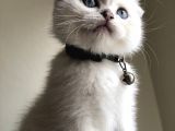 Üst Düzey Kalite Safkan Scottish Fold Yavrularımız