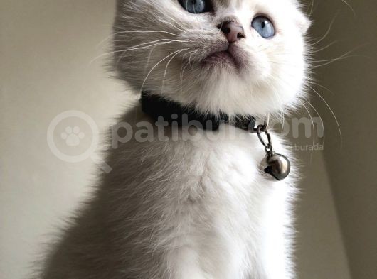 Üst Düzey Kalite Safkan Scottish Fold Yavrularımız görsel