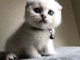 Üst Düzey Kalite Safkan Scottish Fold Yavrularımız