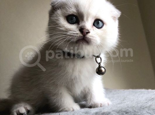 Üst Düzey Kalite Safkan Scottish Fold Yavrularımız görsel