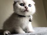 Üst Düzey Kalite Safkan Scottish Fold Yavrularımız