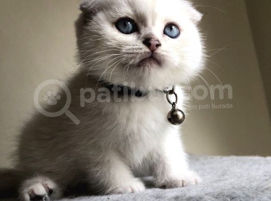 Üst Düzey Kalite Safkan Scottish Fold Yavrularımız görsel