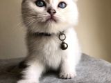 Üst Düzey Kalite Safkan Scottish Fold Yavrularımız